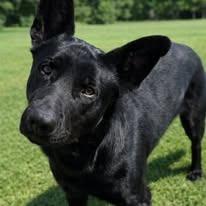 Enlarge Diesel, a Adoptable German Shepherd Dog in East Ridge, TN image 3/3