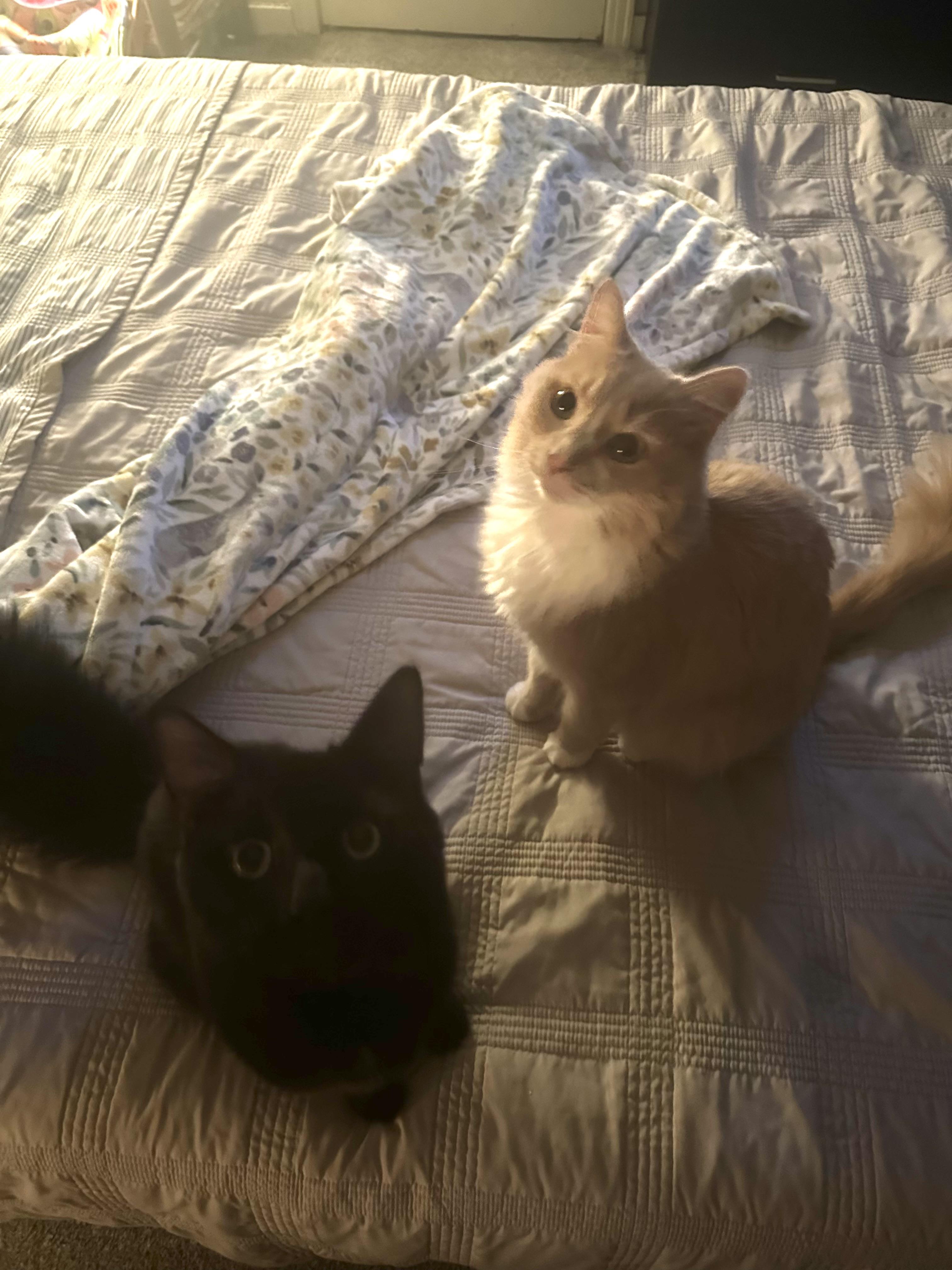 Parker and Shadow