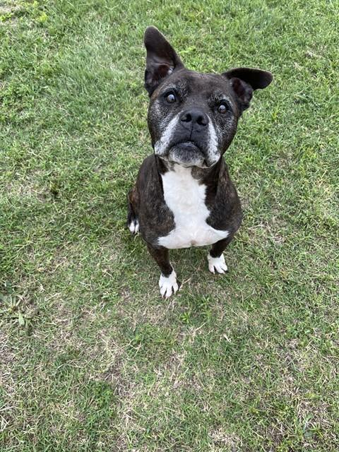 MONK, Adoptable, Adult Male Boxer & Mixed Breed.