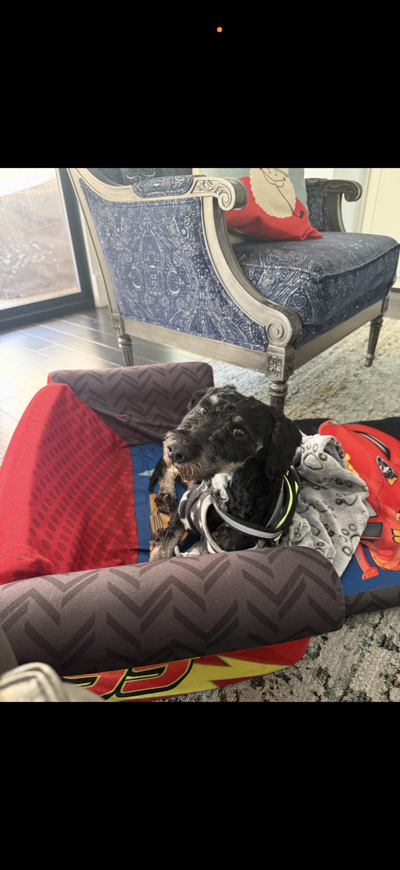 Enlarge Buddy, an adopted mixed breed in Spring, TX image 5/5