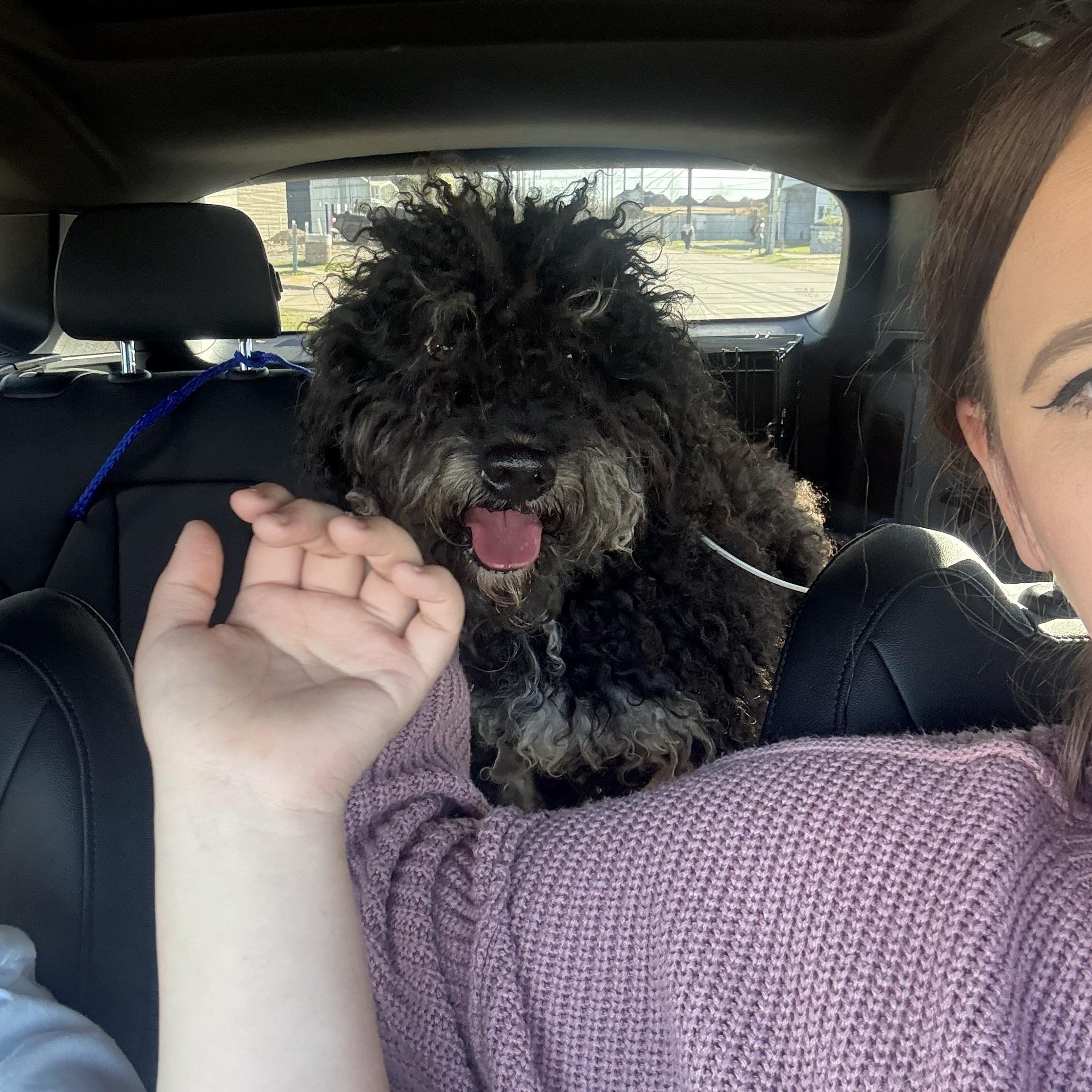 Enlarge Buddy, an adopted mixed breed in Spring, TX image 2/5