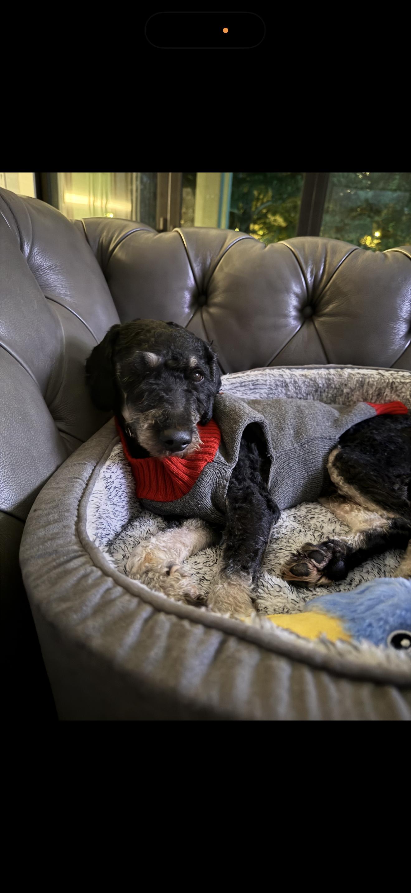 Buddy, adopted, Young Male Goldendoodle.