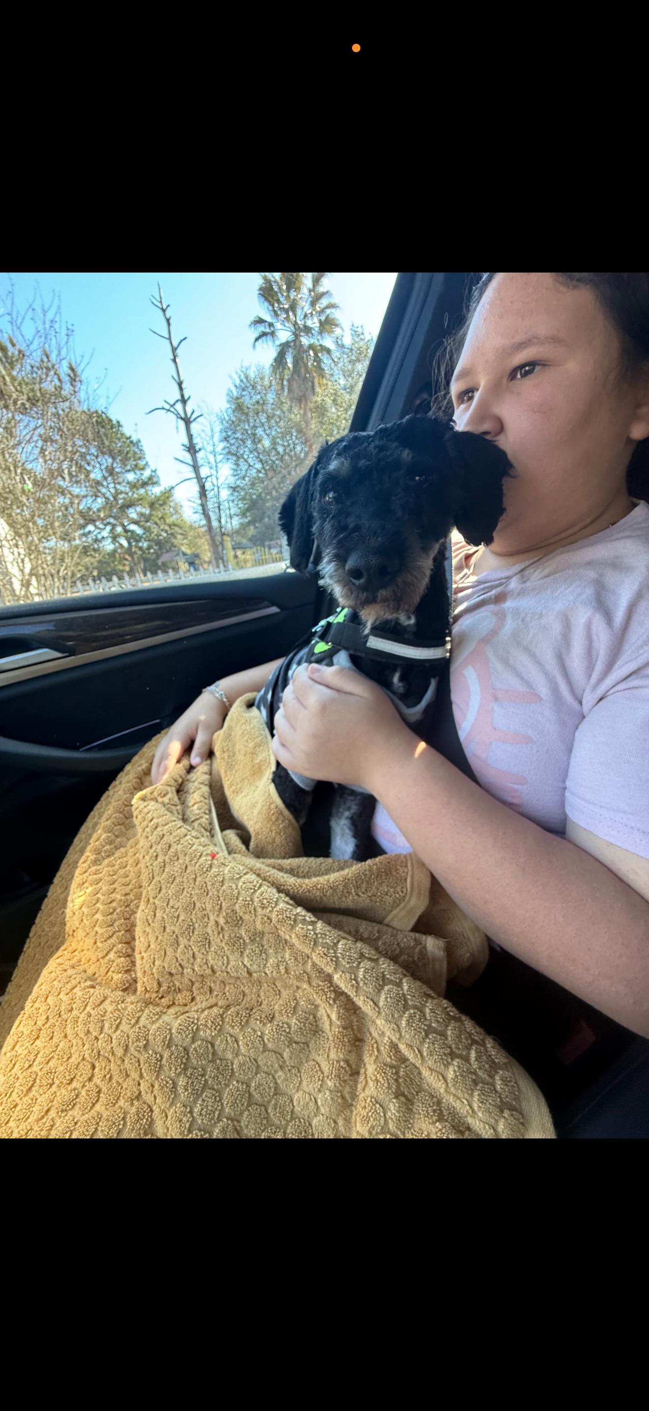 Enlarge Buddy, an adopted mixed breed in Spring, TX image 4/5