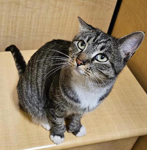 Enlarge Chicken Licken, a ADOPTABLE Extra-Toes Cat / Hemingway Polydactyl in Tulsa, OK image 2/3