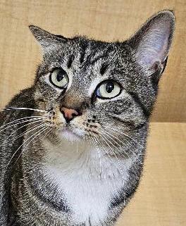 Enlarge Chicken Licken, a ADOPTABLE Extra-Toes Cat / Hemingway Polydactyl in Tulsa, OK image 1/3