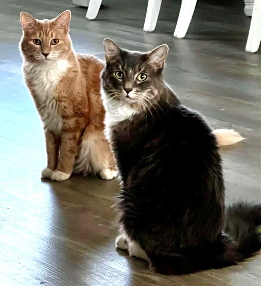 TANGO & CASH, a Adoptable Domestic Medium Hair in Crystal River, FL image 1/3