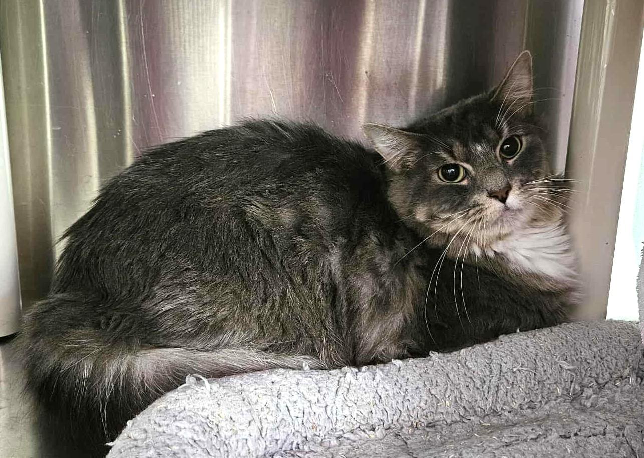 TANGO & CASH, Adoptable, Adult Male Domestic Medium Hair.