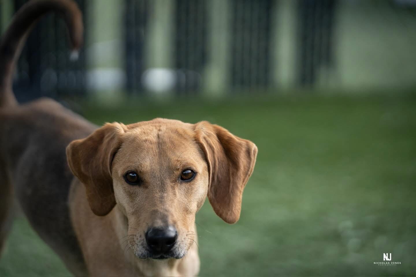 Enlarge Priscilla, a ADOPTABLE mixed breed in Red Bluff, CA image 6/6