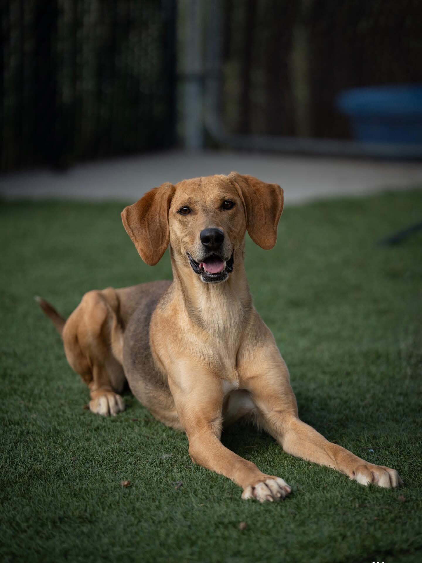 Enlarge Priscilla, a ADOPTABLE mixed breed in Red Bluff, CA image 4/6