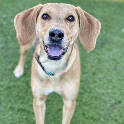 Priscilla, ADOPTABLE, Adult Female Hound.