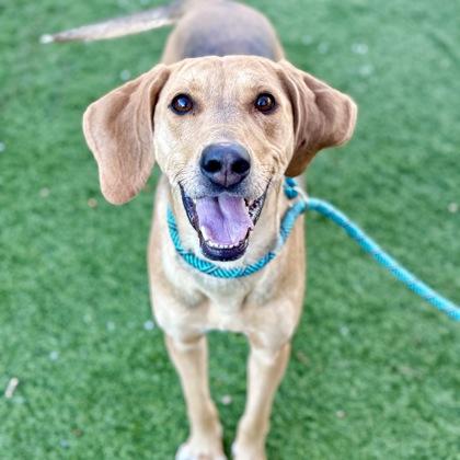 Enlarge Priscilla, a ADOPTABLE mixed breed in Red Bluff, CA image 3/3