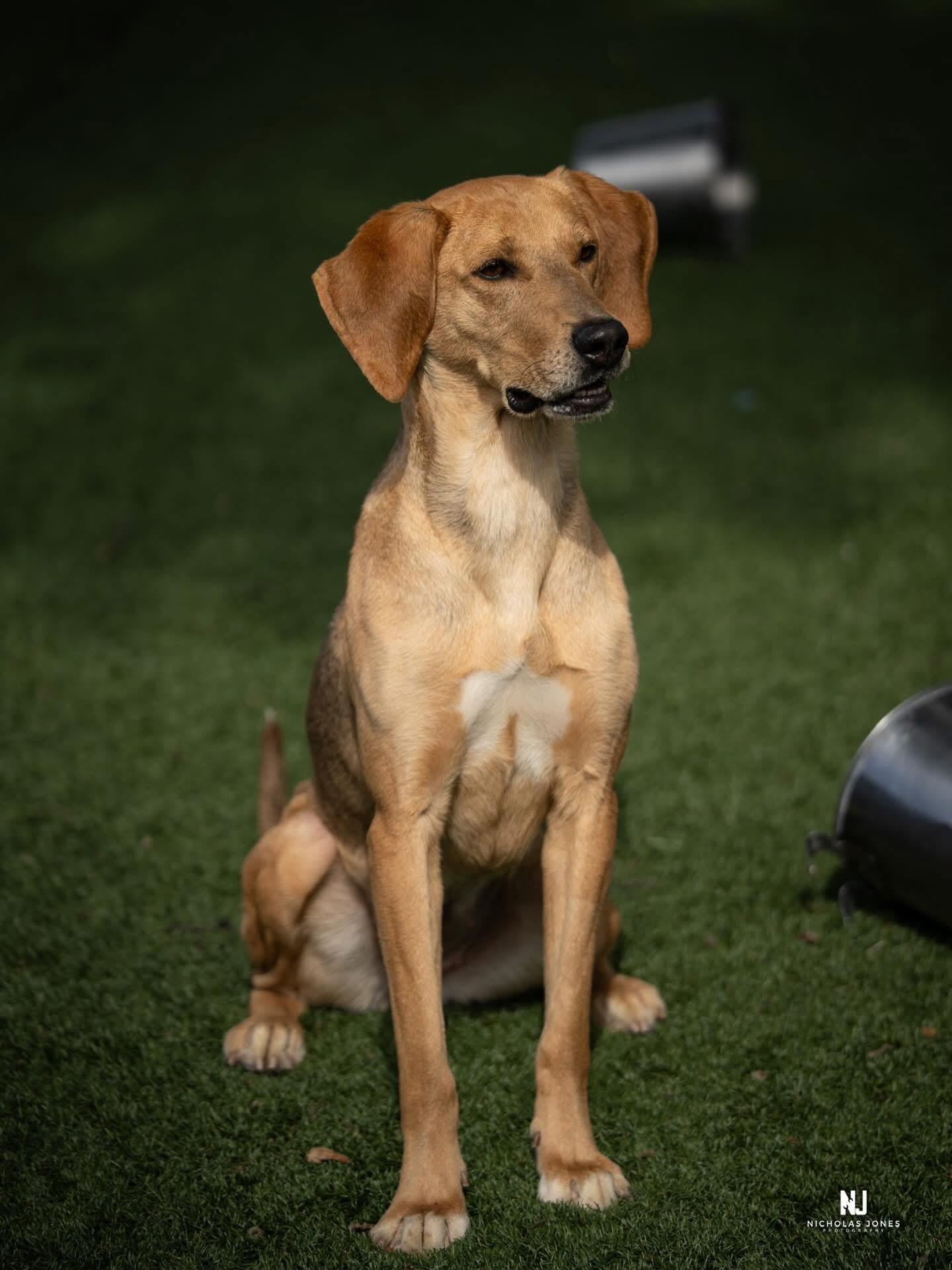 Enlarge Priscilla, a ADOPTABLE mixed breed in Red Bluff, CA image 2/6