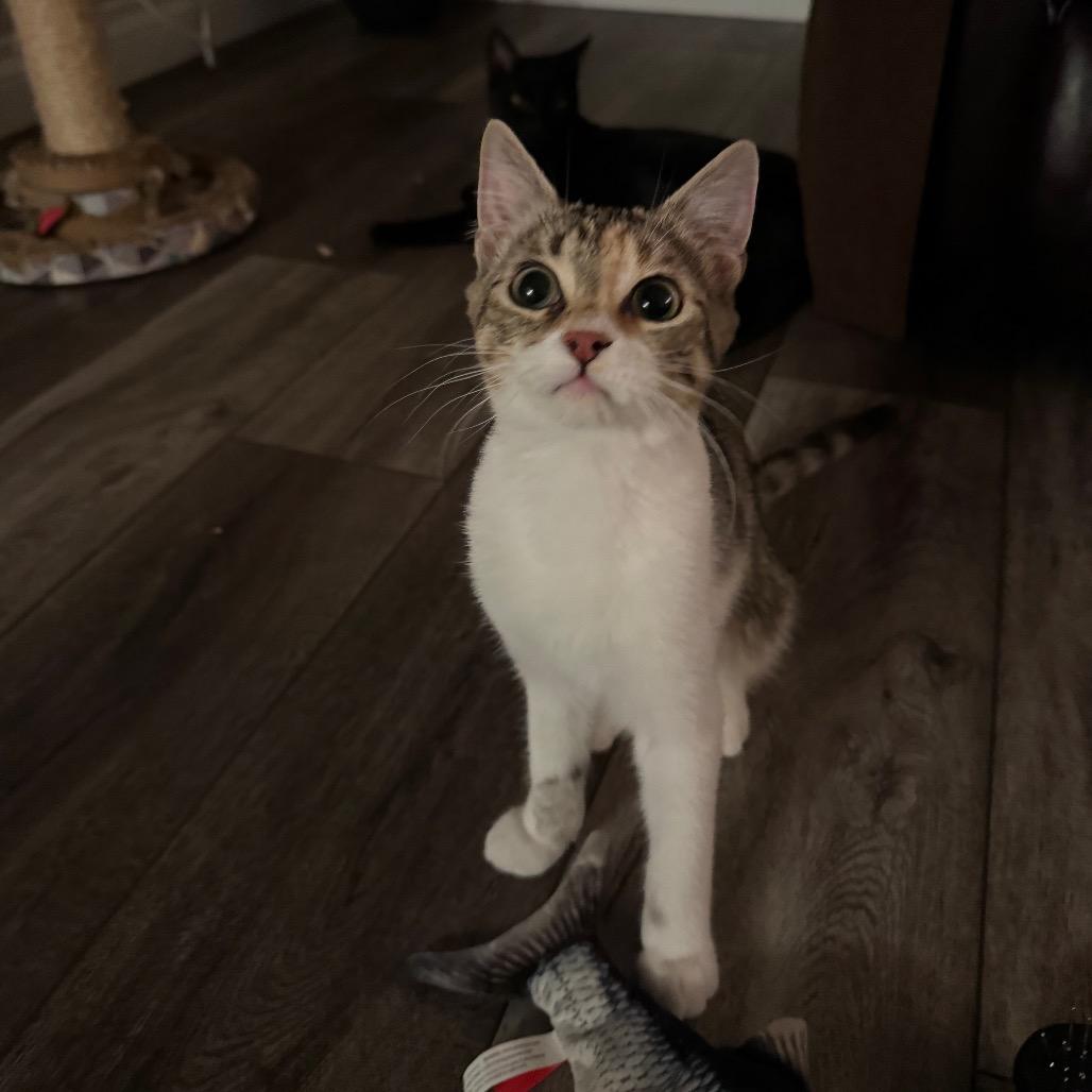 Shrimp Alston, Adoptable, Kitten Female Domestic Short Hair.