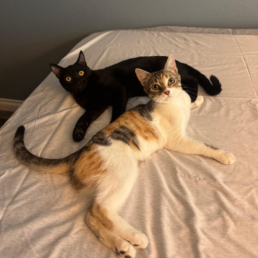 Enlarge Shrimp Alston, a Adoptable Domestic Short Hair in Long Beach, CA image 2/3