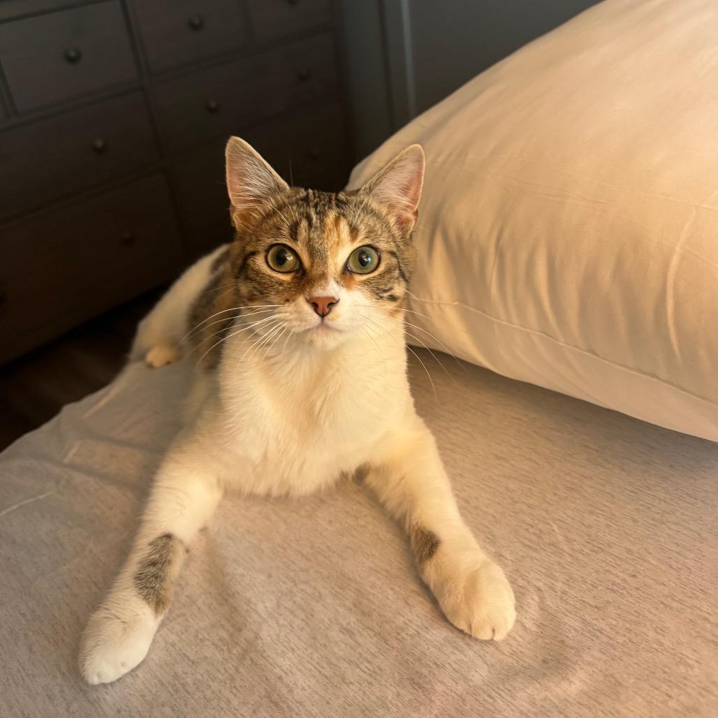 Enlarge Shrimp Alston, a Adoptable Domestic Short Hair in Long Beach, CA image 3/3