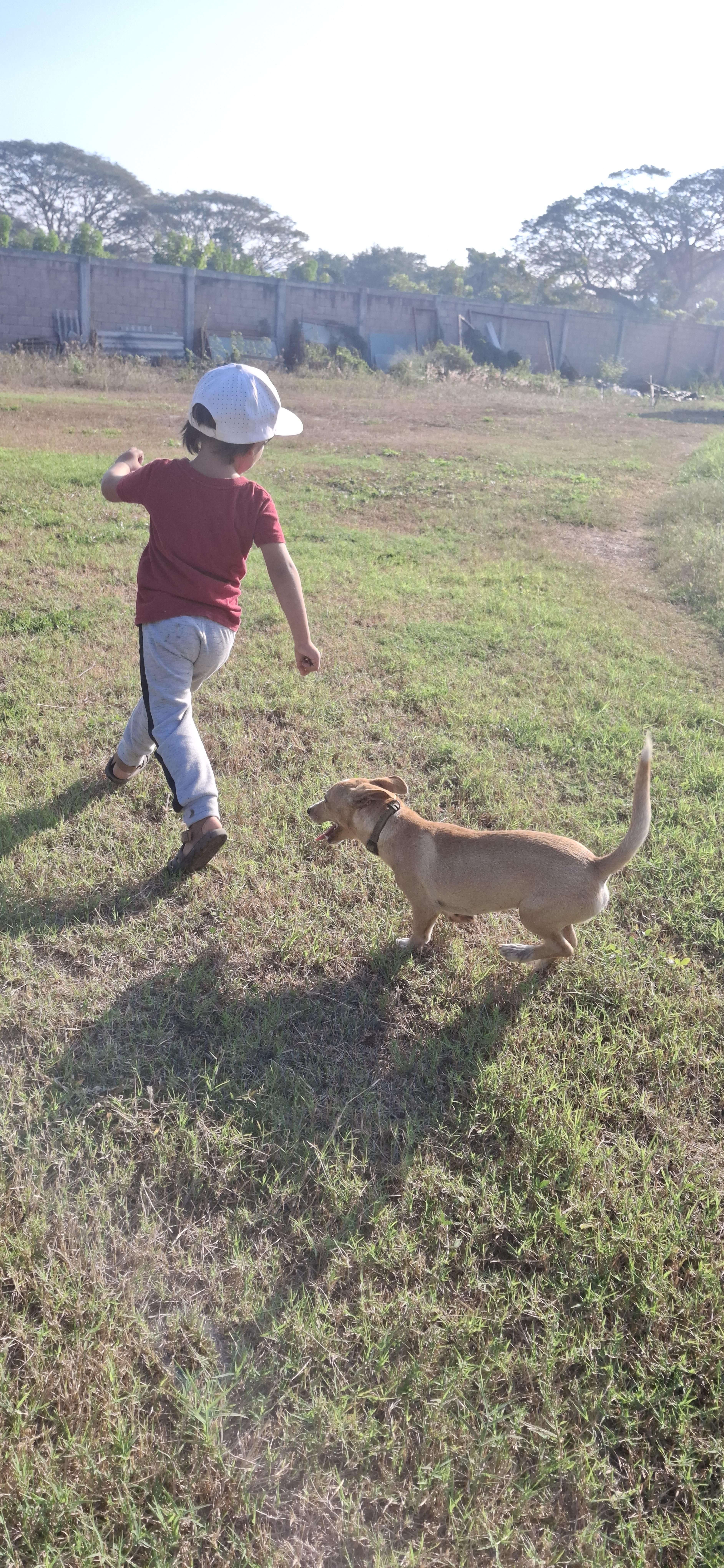 Enlarge Lucas, a ADOPTABLE mixed breed in Vancouver, BC image 4/6