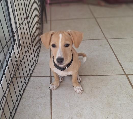 Enlarge Lucas, a ADOPTABLE mixed breed in Vancouver, BC image 3/6