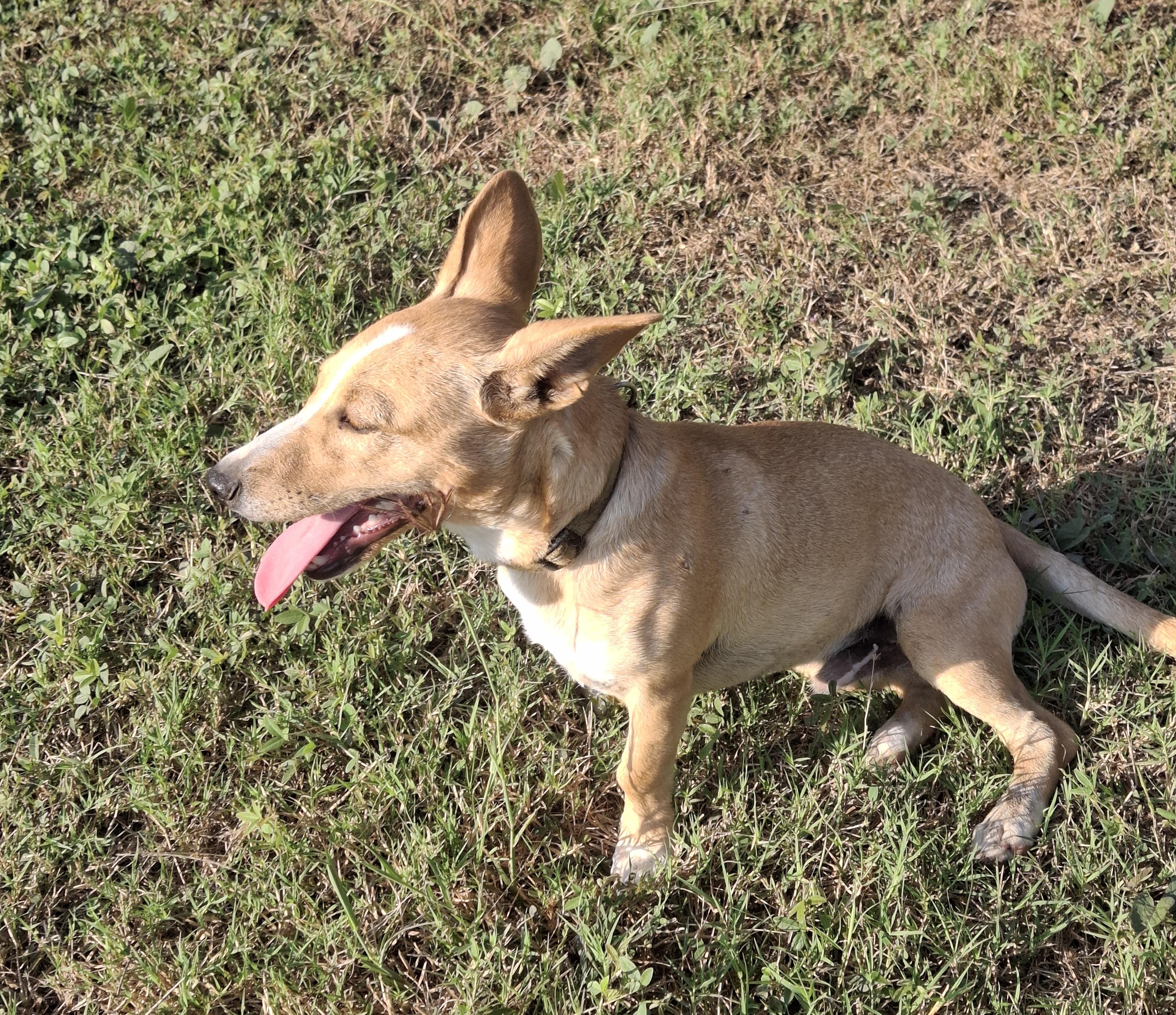 Enlarge Lucas, a ADOPTABLE mixed breed in Vancouver, BC image 6/6