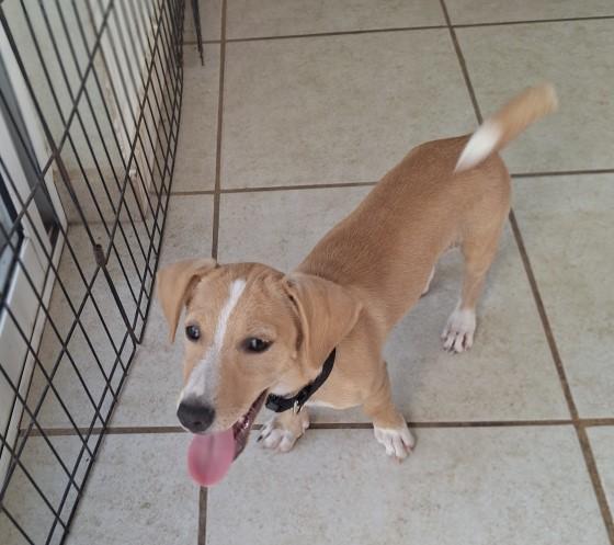 Enlarge Lucas, a ADOPTABLE mixed breed in Vancouver, BC image 2/6