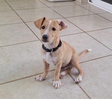 Enlarge Lucas, a ADOPTABLE mixed breed in Vancouver, BC image 1/6