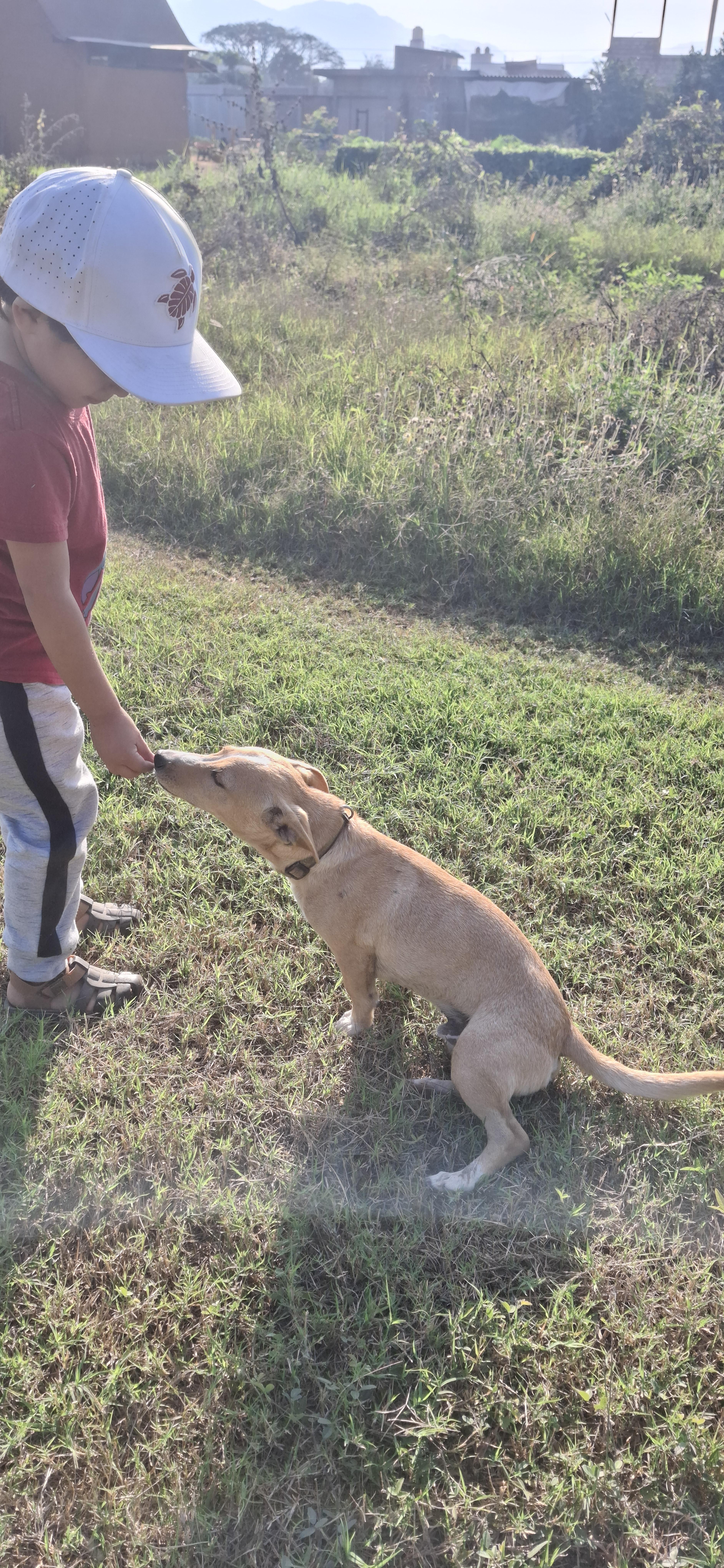 Enlarge Lucas, a ADOPTABLE mixed breed in Vancouver, BC image 5/6