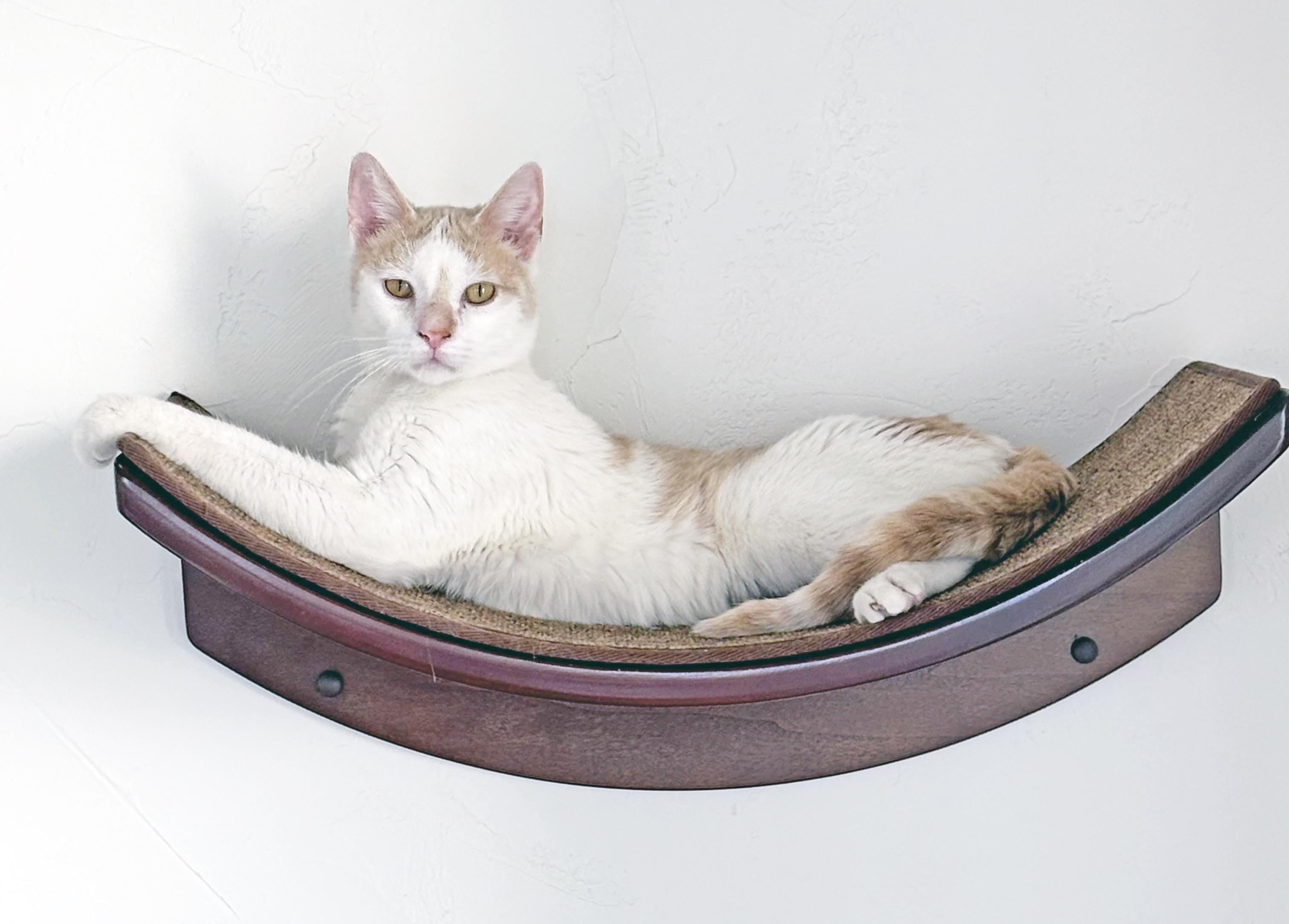 Elliot - super affectionate 3-legged supercat!, an adoptable Domestic Short Hair in Neenah, WI, 54956 | Photo Image 2