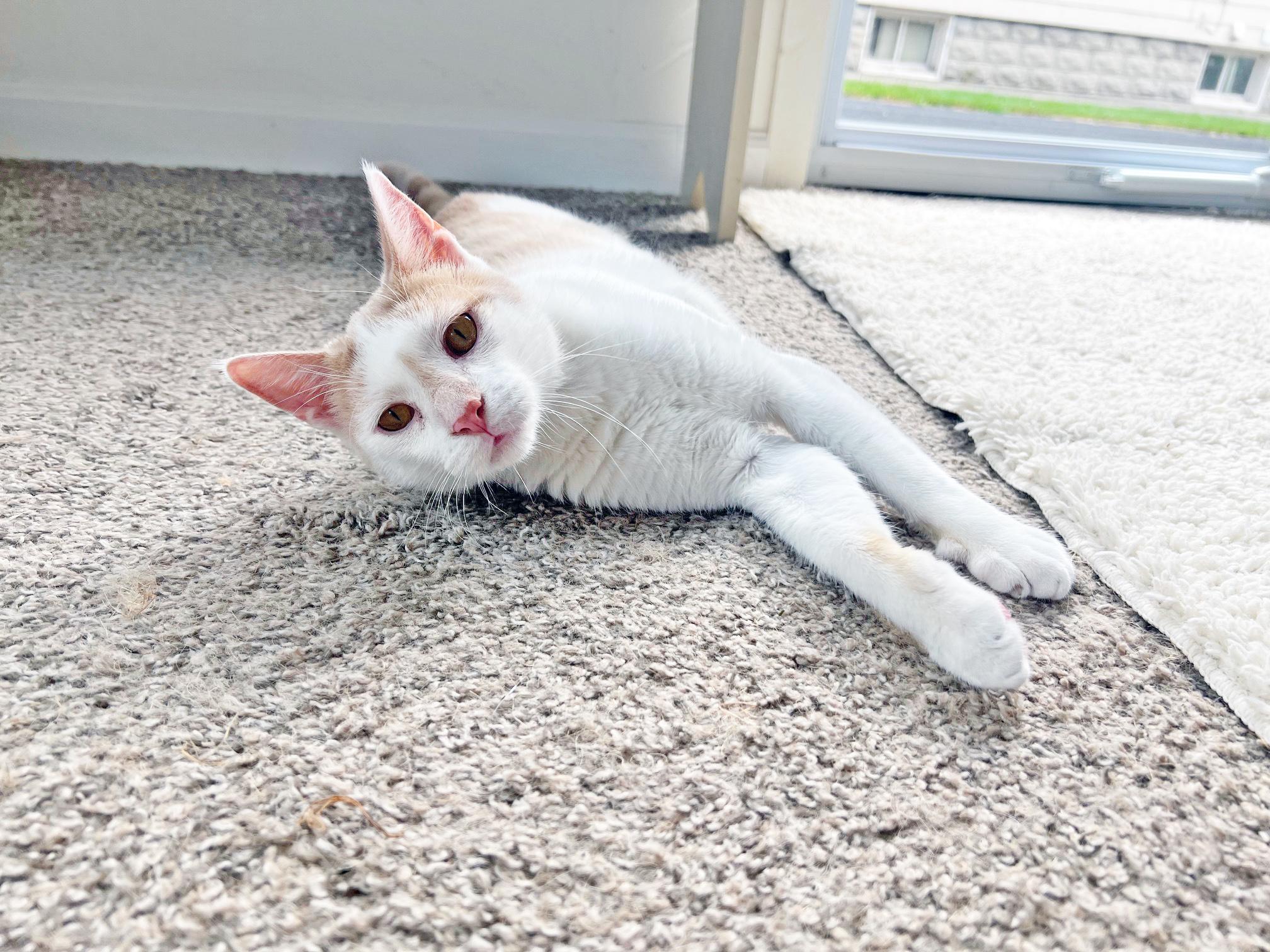 Elliot - super affectionate 3-legged supercat!, an adoptable Domestic Short Hair in Neenah, WI, 54956 | Photo Image 3