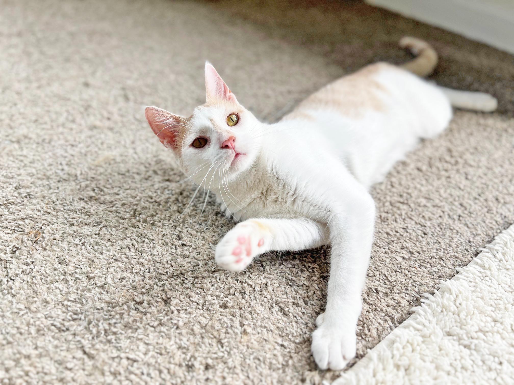 Elliot - super affectionate 3-legged supercat!, an adoptable Domestic Short Hair in Neenah, WI, 54956 | Photo Image 5