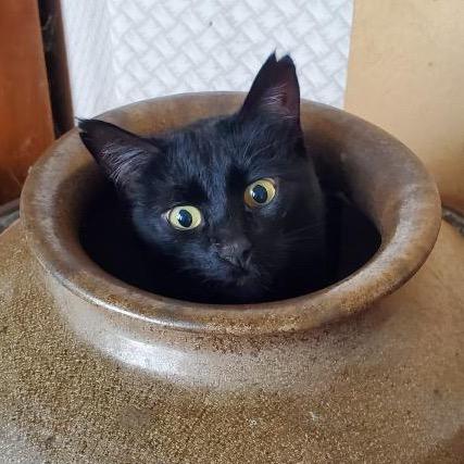 Jumbo, a Adoptable Domestic Short Hair in Morgan Hill, CA image 3/3