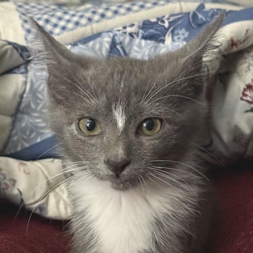 Snip, a Adoptable Domestic Short Hair in Chattanooga, TN image 1/6