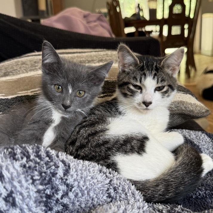 Snip, a Adoptable Domestic Short Hair in Chattanooga, TN image 2/6