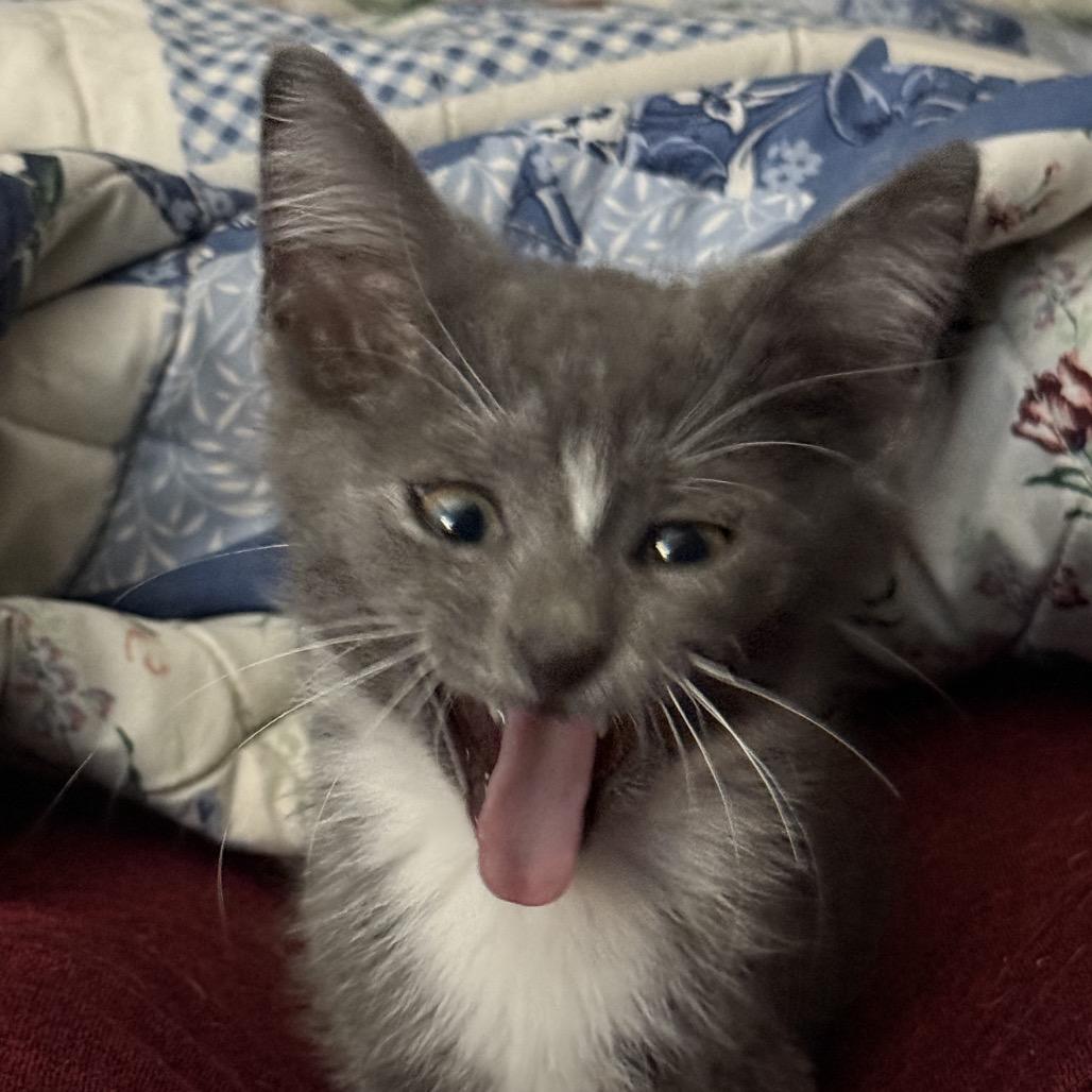 Snip, a Adoptable Domestic Short Hair in Chattanooga, TN image 3/6