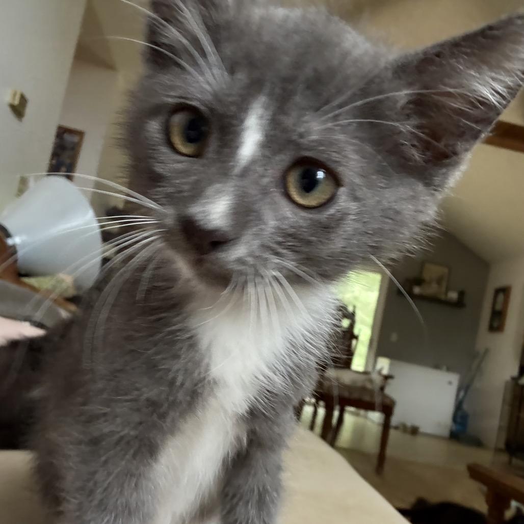 Snip, a Adoptable Domestic Short Hair in Chattanooga, TN image 5/6