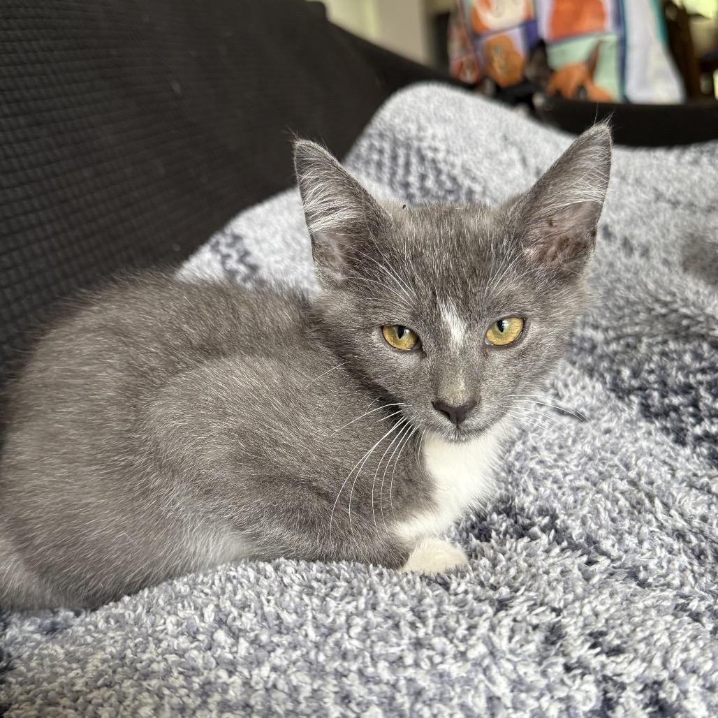 Snip, a Adoptable Domestic Short Hair in Chattanooga, TN image 6/6