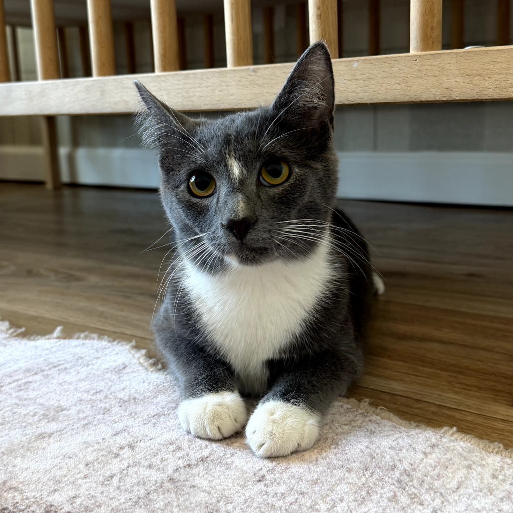 Snip, Adoptable, Young Male Domestic Short Hair.