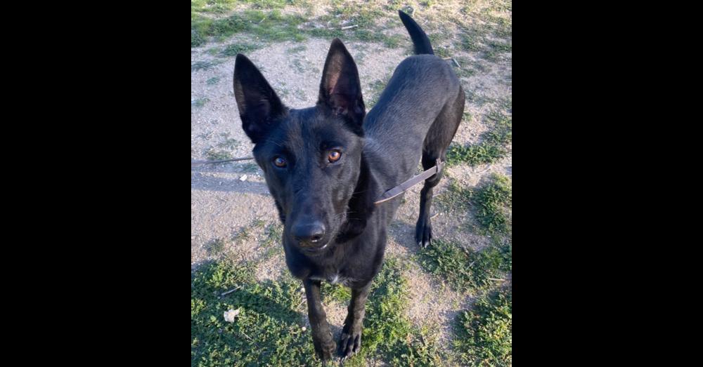 Beauty, Adoptable, Young Female Belgian Shepherd / Malinois.
