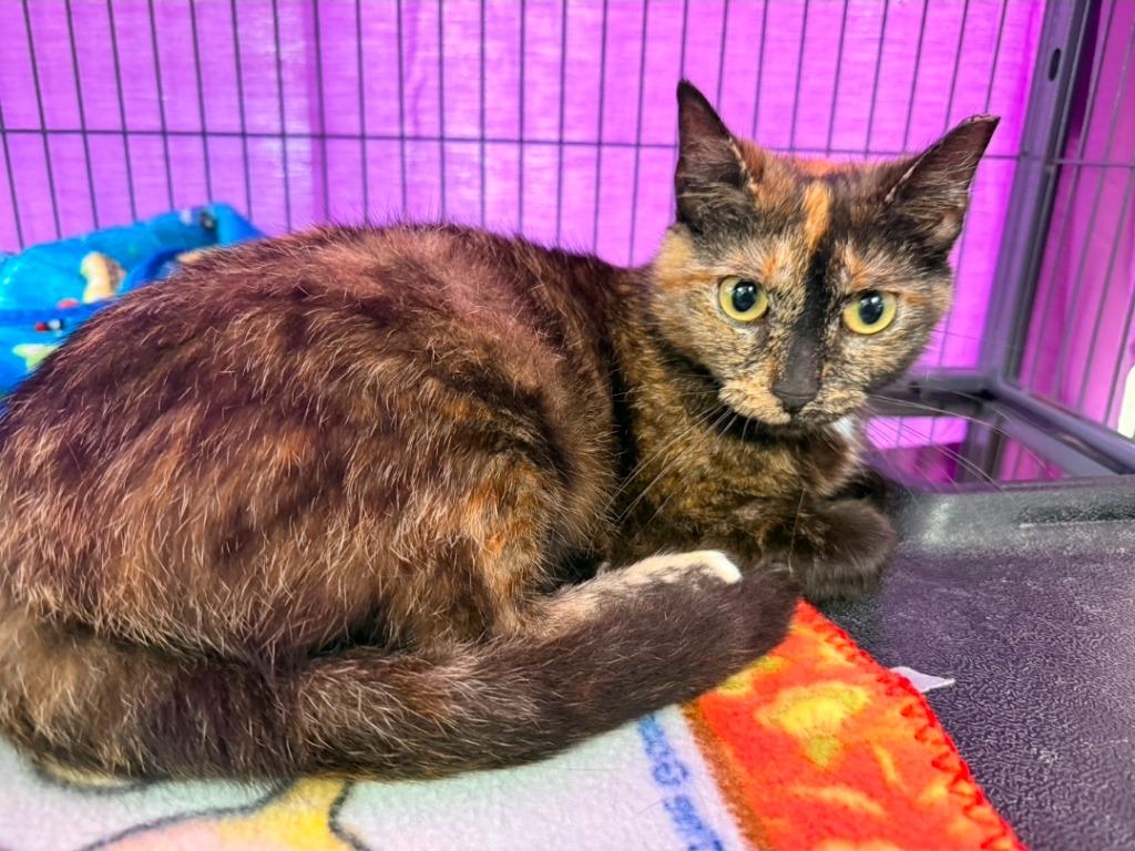 Strawberrina, Adoptable, Adult Female Domestic Short Hair.
