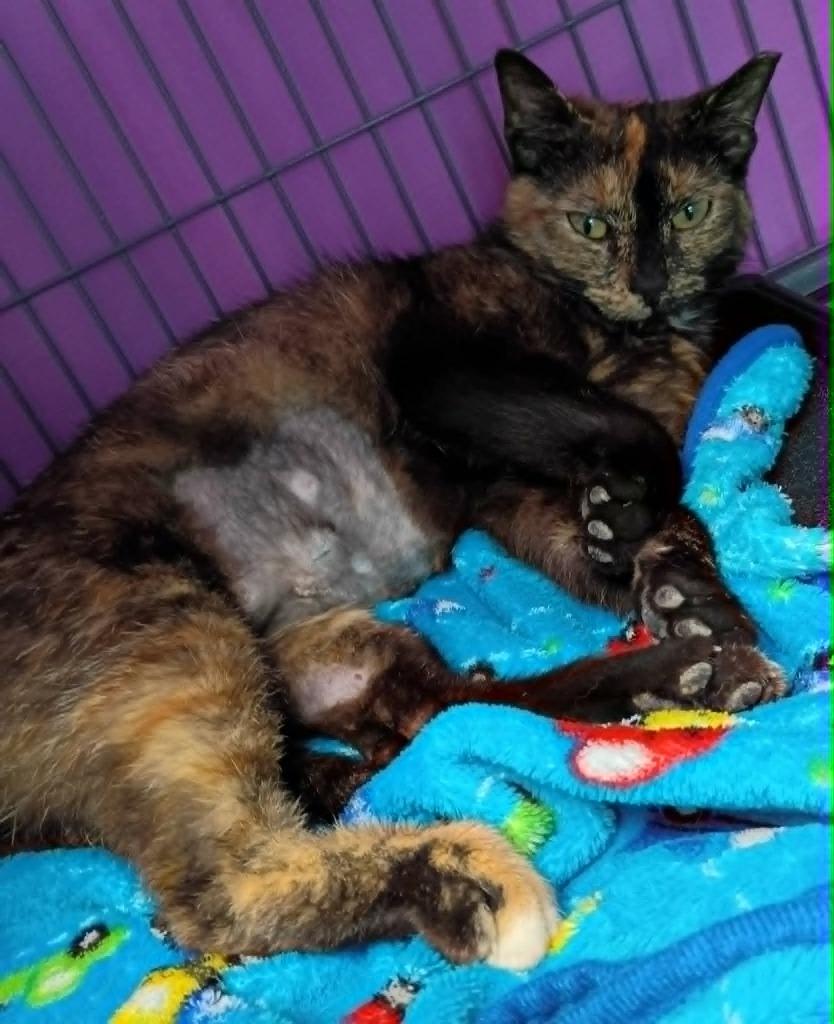 Enlarge Strawberrina, a Adoptable mixed breed in Hamilton, OH image 2/2