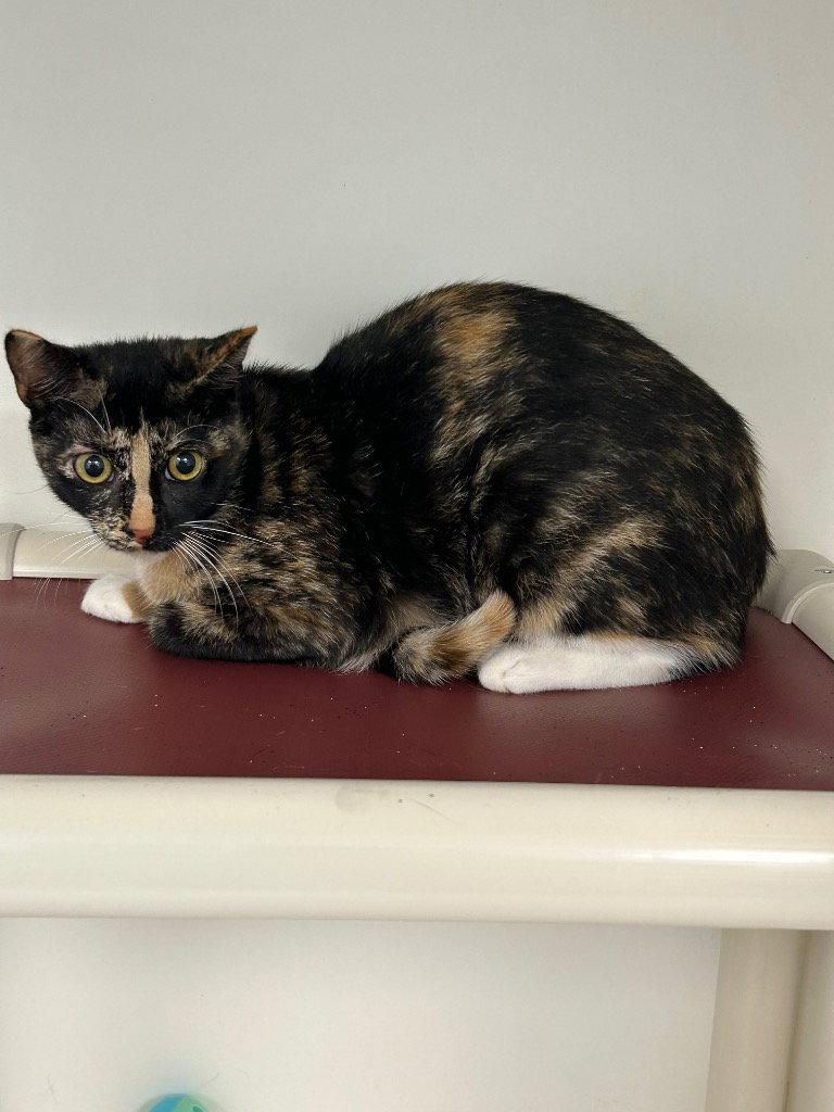 Enlarge 26-380 Sassy Pants, a Adoptable Domestic Short Hair in Tarboro, NC image 1/1