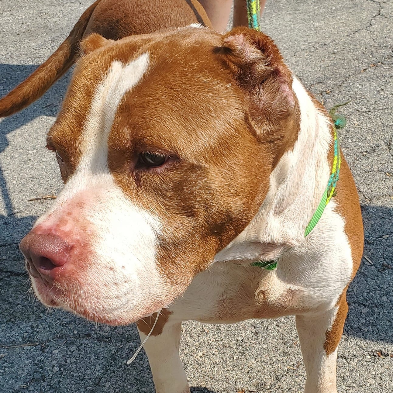 Willie photo 5
