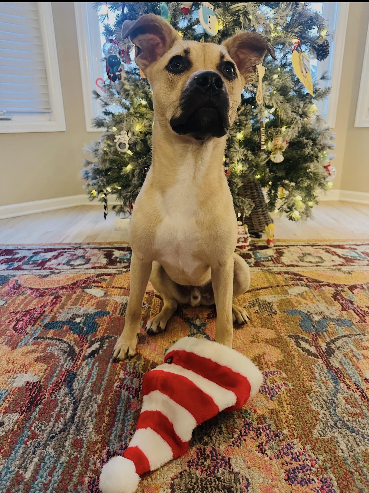 Ezra, adopted, Young Male Mixed Breed & Labrador Retriever.