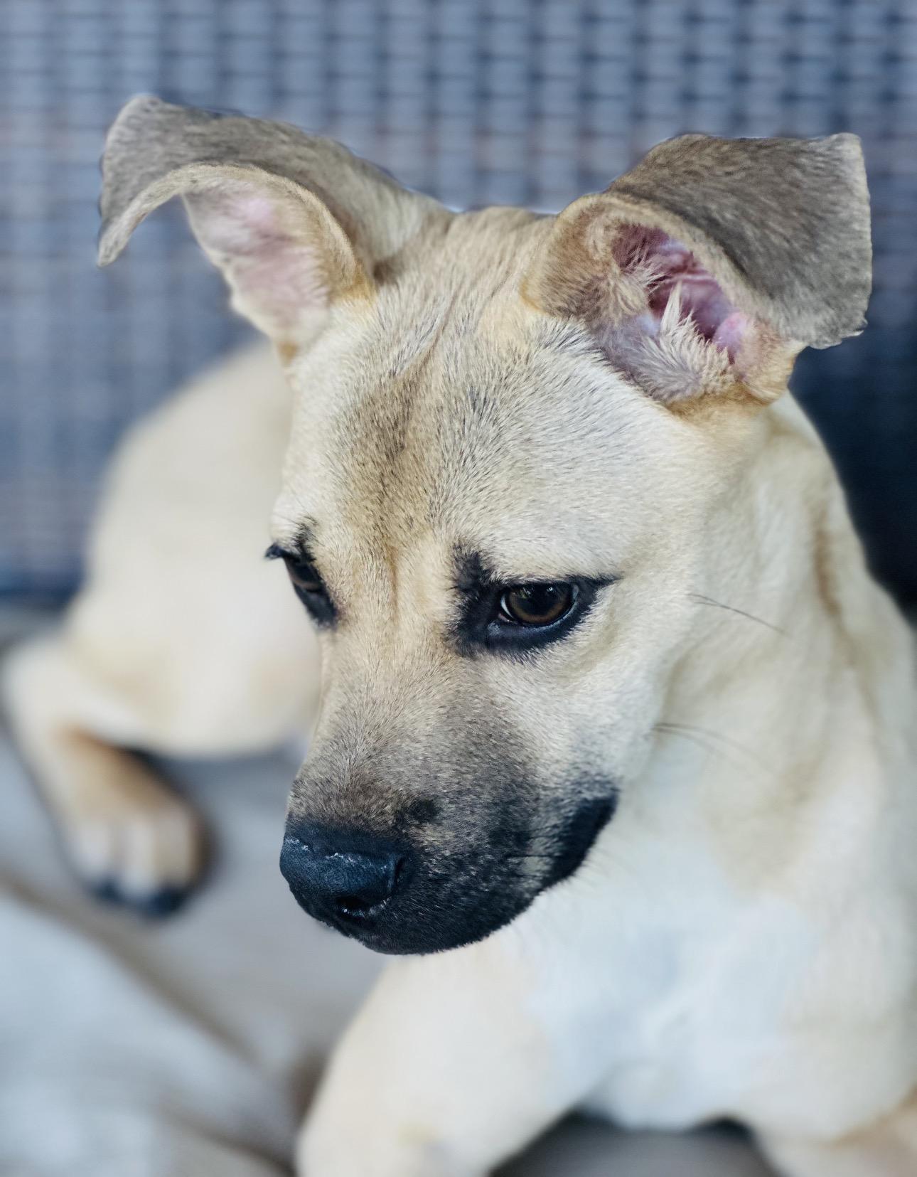 Enlarge Ezra, an adopted mixed breed in Parker, CO image 2/4
