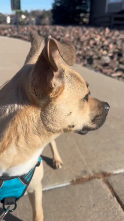 Enlarge Ezra, an adopted mixed breed in Parker, CO video 3/4