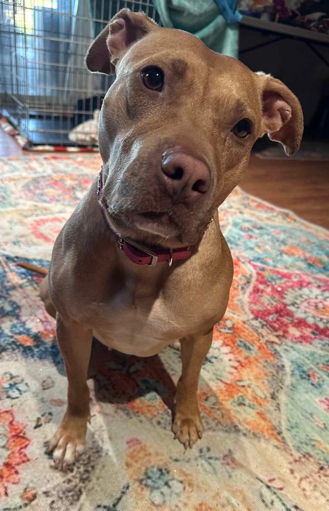 Enlarge Honey, a Adopted Pit Bull Terrier in Warminster, PA image 2/6