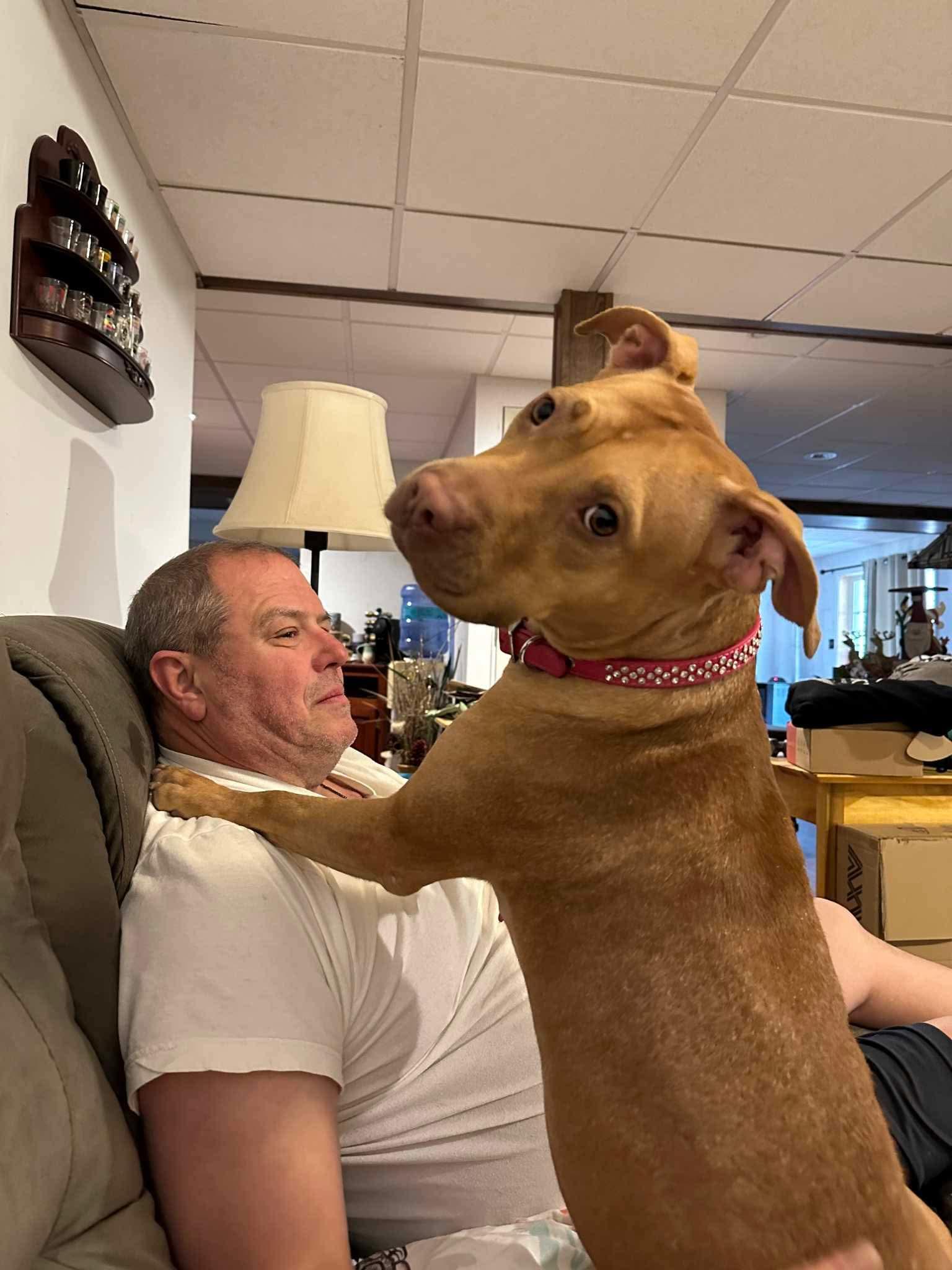 Enlarge Honey, a Adopted Pit Bull Terrier in Warminster, PA image 3/6