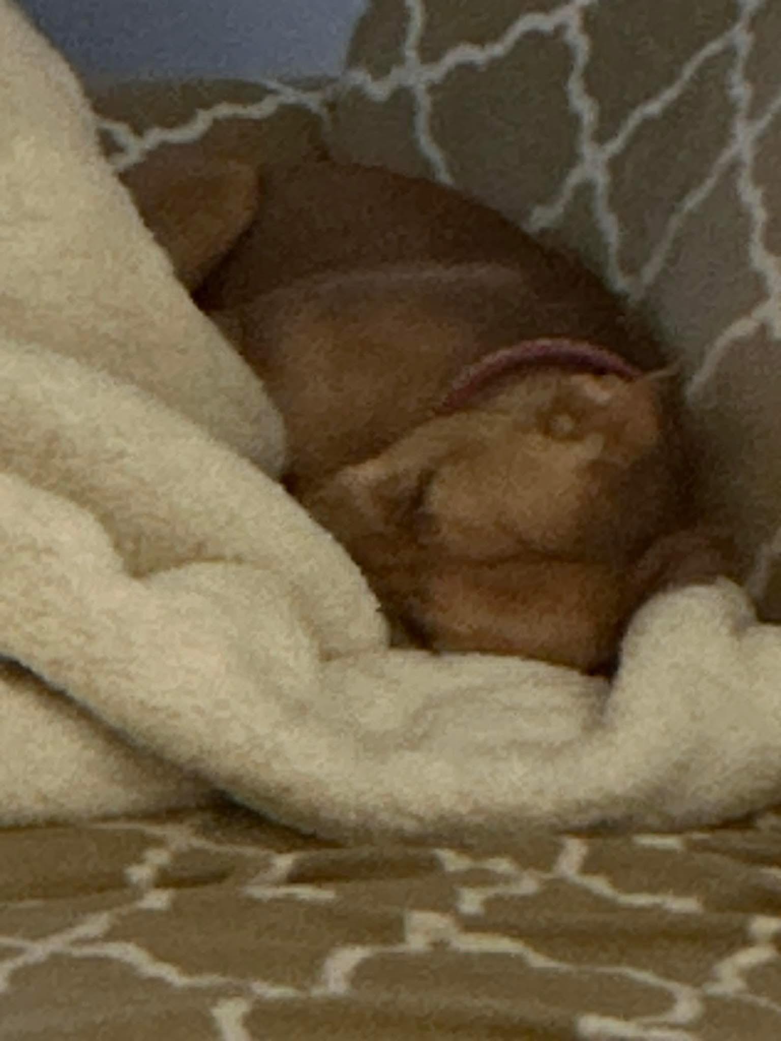 Enlarge Honey, a Adopted Pit Bull Terrier in Warminster, PA image 6/6