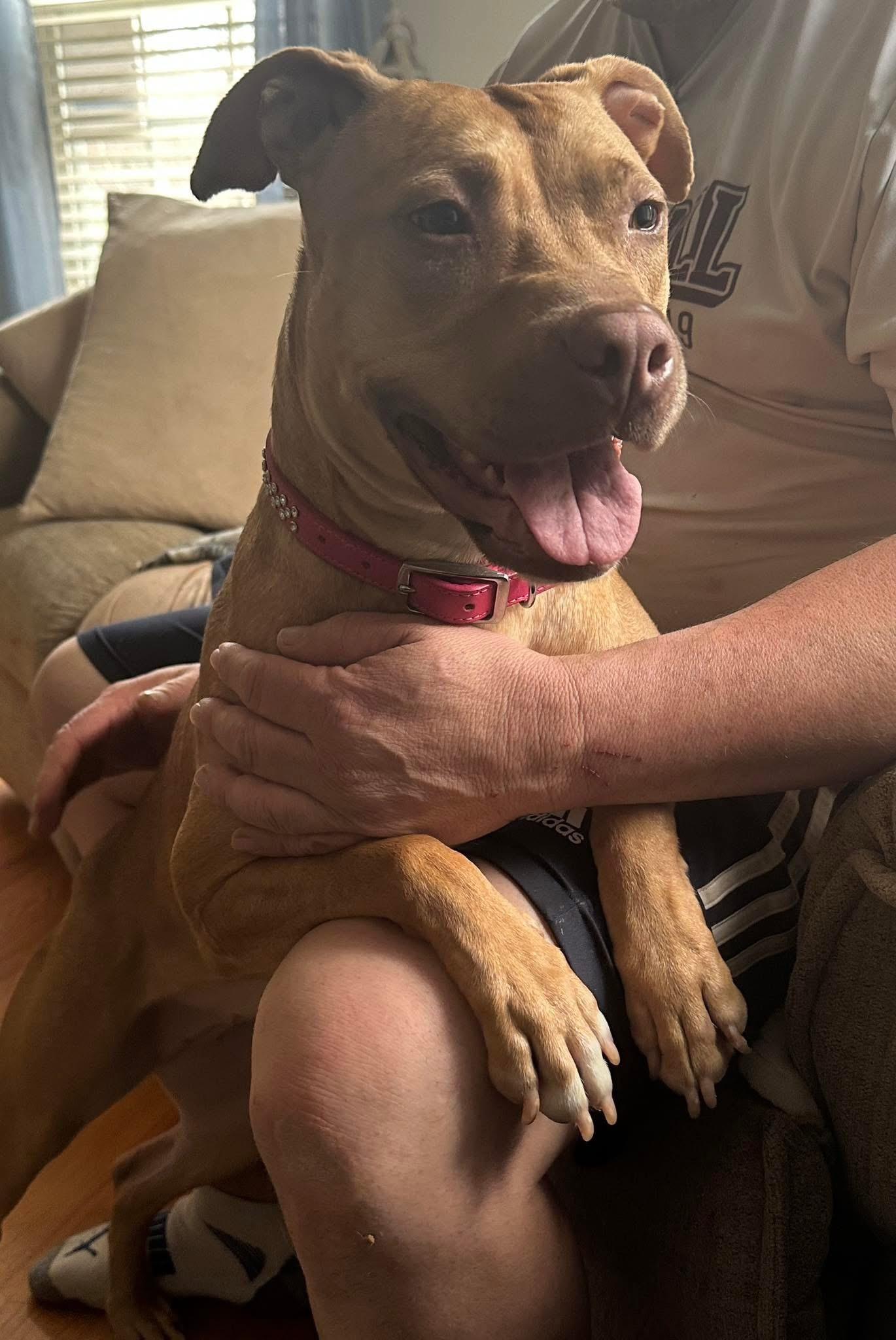 Honey, Adopted, Adult Female Pit Bull Terrier.