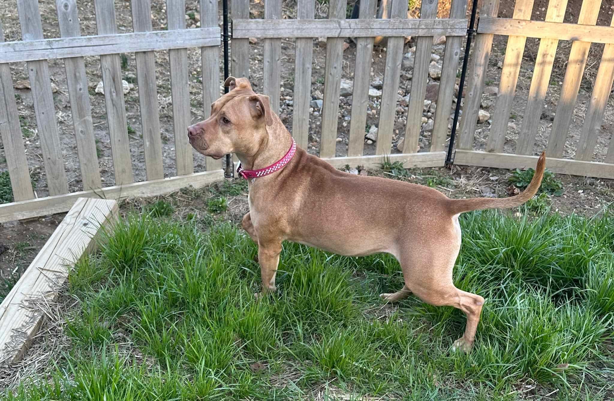 Enlarge Honey, a Adopted Pit Bull Terrier in Warminster, PA image 4/6