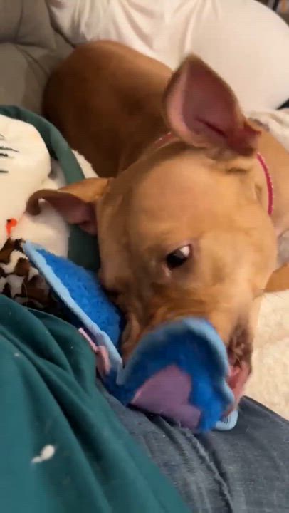 Enlarge Honey, a Adopted Pit Bull Terrier in Warminster, PA video 5/6