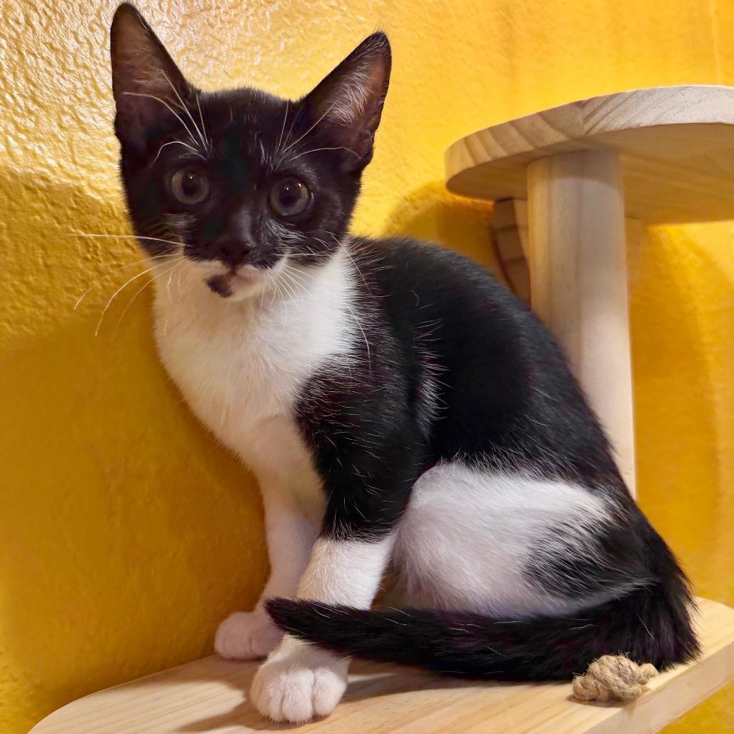 Enlarge Lilly, a Adoptable Domestic Short Hair in Flower Mound, TX image 1/6